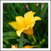 Click here for information on GARDEN CLUBS.