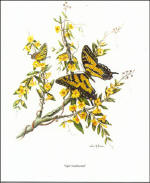 "Tiger Swallowtail" Print